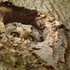 Syc rousny - Aegolius funereus - Boreal Owl 4118